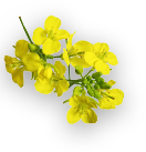 Dalda Kachi Ghani Mustard Oil flower2